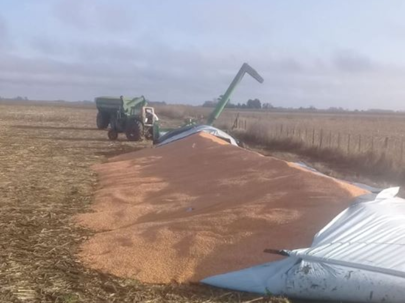 EN ROJAS HUBO NUEVAMENTE ROTURAS DE SILO BOLSAS