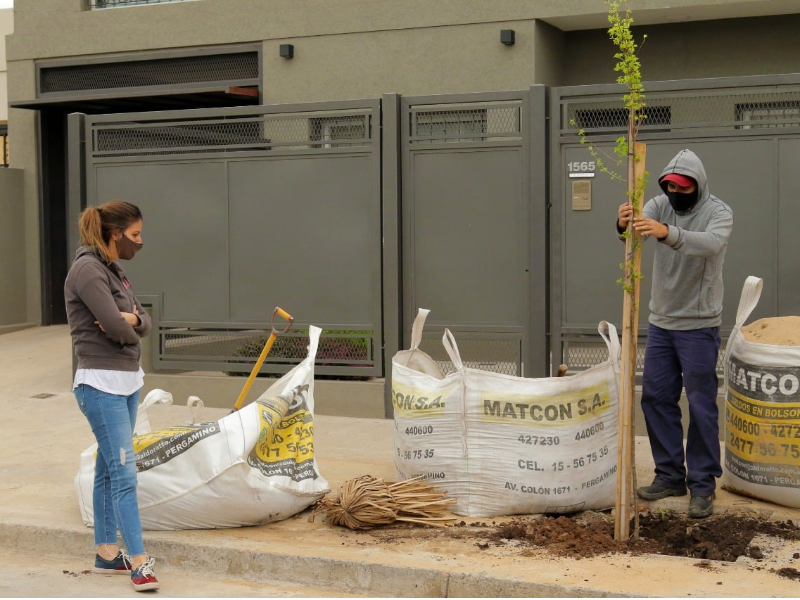 FORESTACIÓN EN LA CIUDAD: COLOCARÁN 100 NUEVOS ÁRBOLES